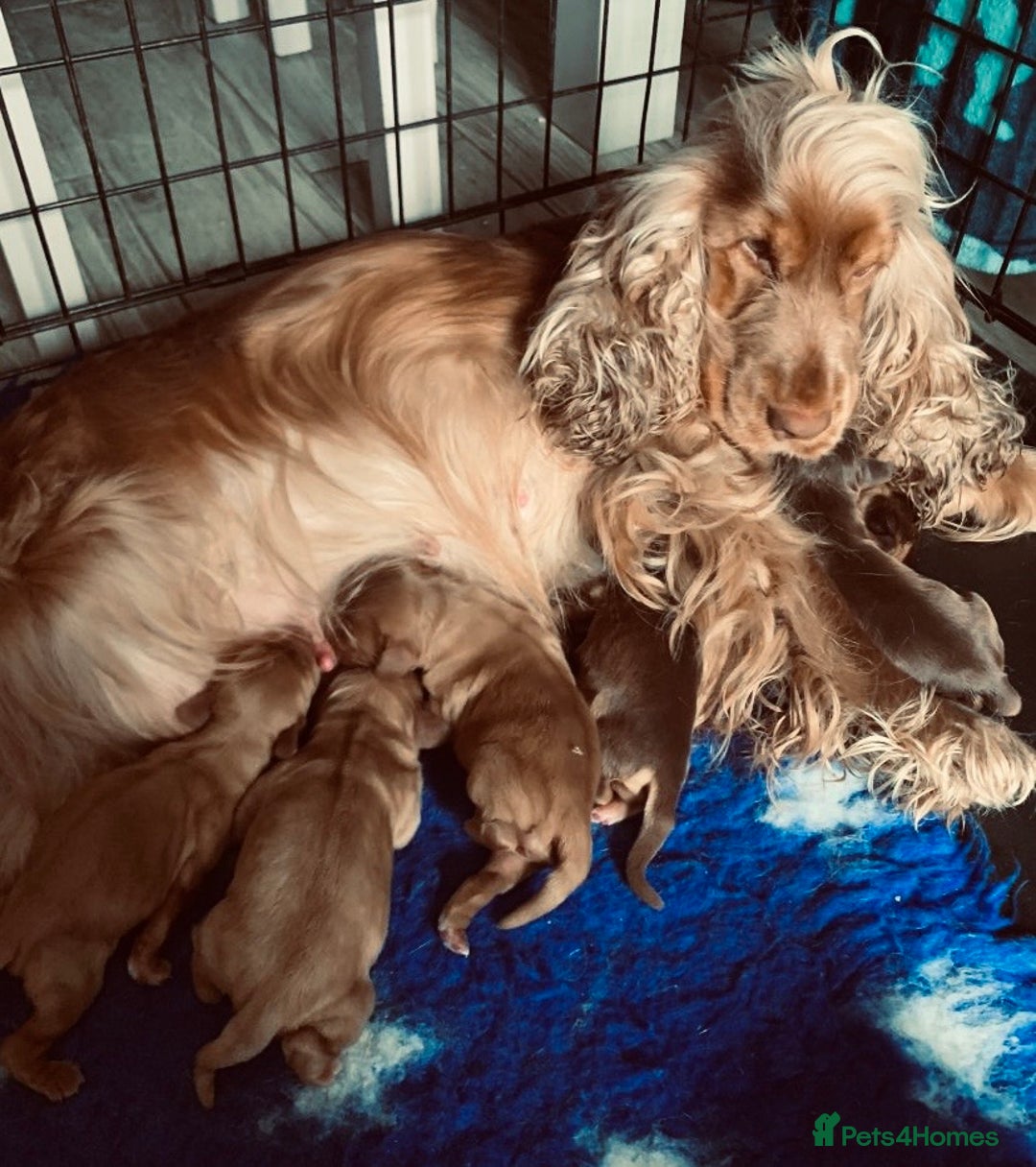 Cockapoo dogs for sale: Gorgeous F1 Cockapoo babies - DNA clear - Image 10