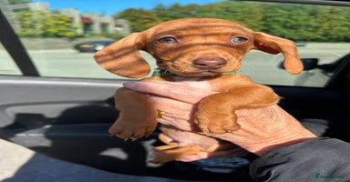 Miniature Dachshund dogs - Advert 9