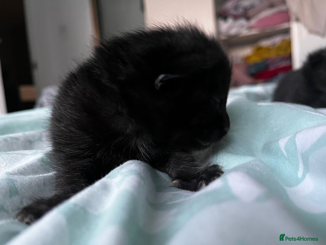 European cats for sale: Kittens - Image 2