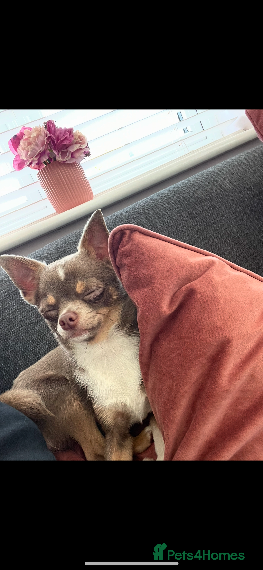 Chihuahua dogs for stud: Chihuahua stud in North Shields - Advert 5