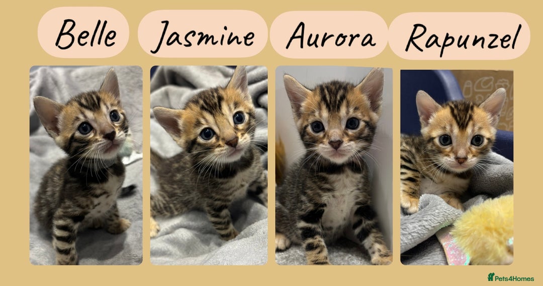 Bengal cats for sale: Amazing brown rosetted Bengal girl kittens - Image 1