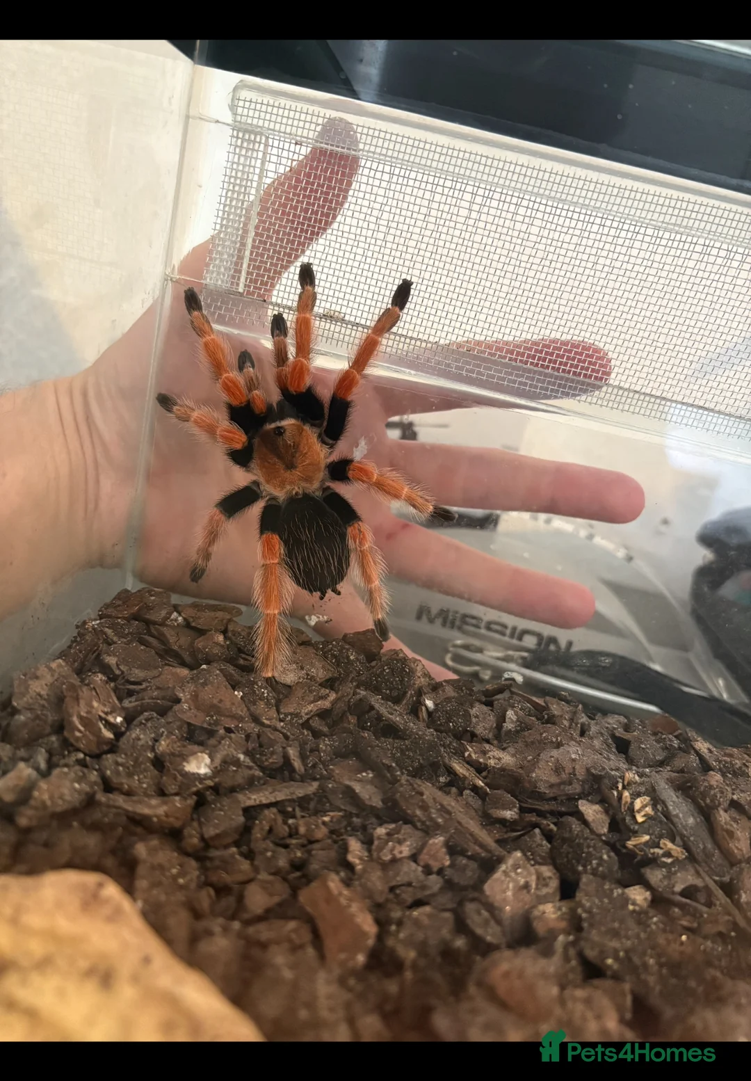Tarantulas invertebrates for sale: Mexican red knee in Mexborough - Advert 4