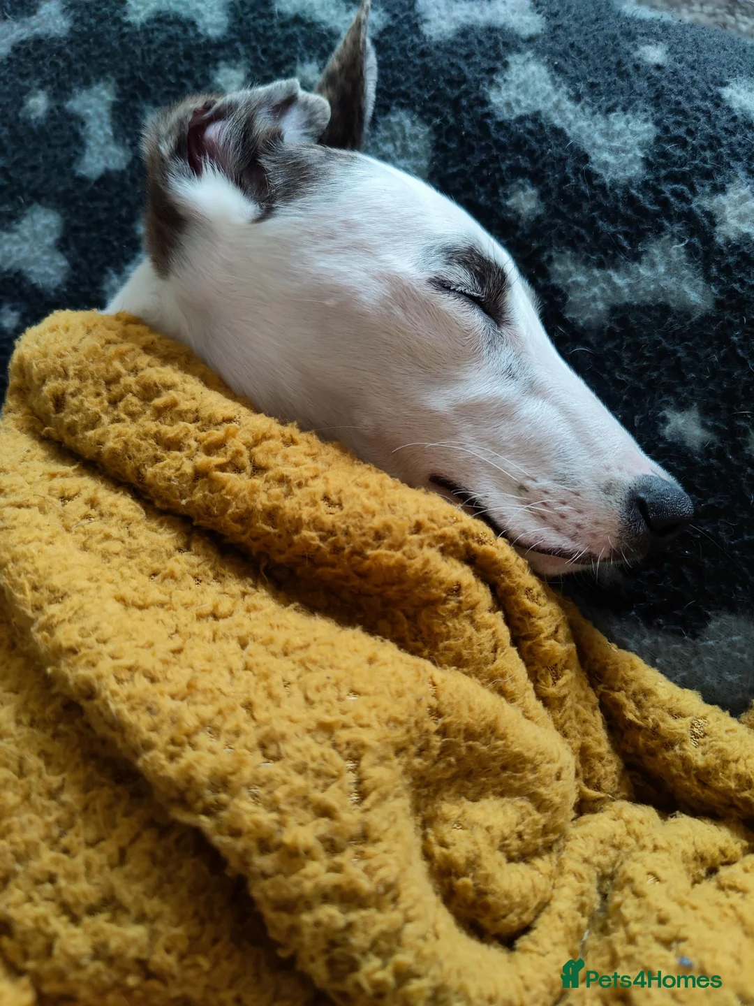 Mixed Breed dogs for sale: Greyhound Cross - Advert 8