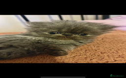 Persian cats for sale: One remaining blue GCCF active blue Persian boy - Image 2