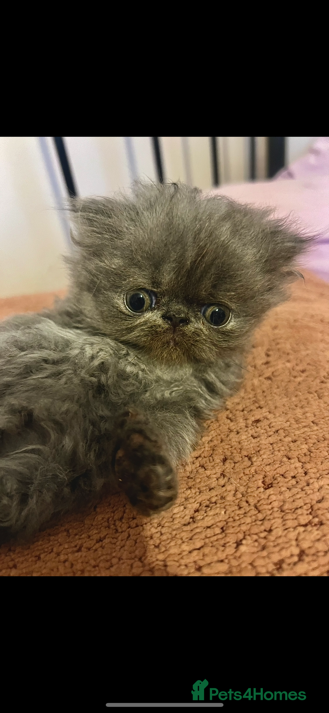 Persian cats for sale: One remaining blue GCCF active blue Persian boy - Image 2