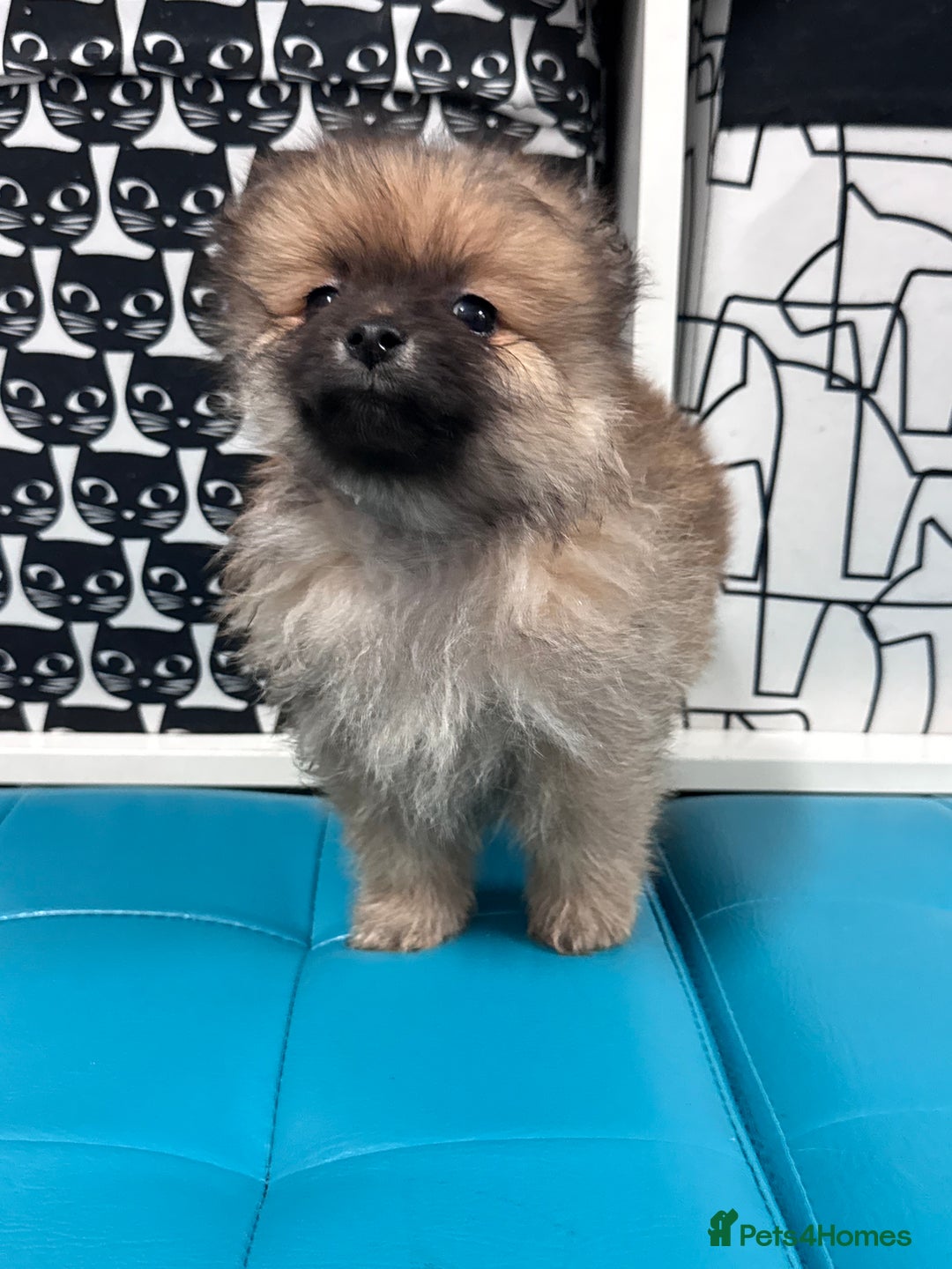 Pomeranian dogs for sale: FLUFFY POMERANIAN FOR SALE 🥰 - Advert 22