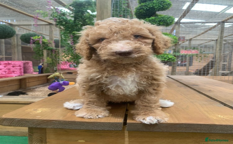 Bernedoodle dogs - Advert 1