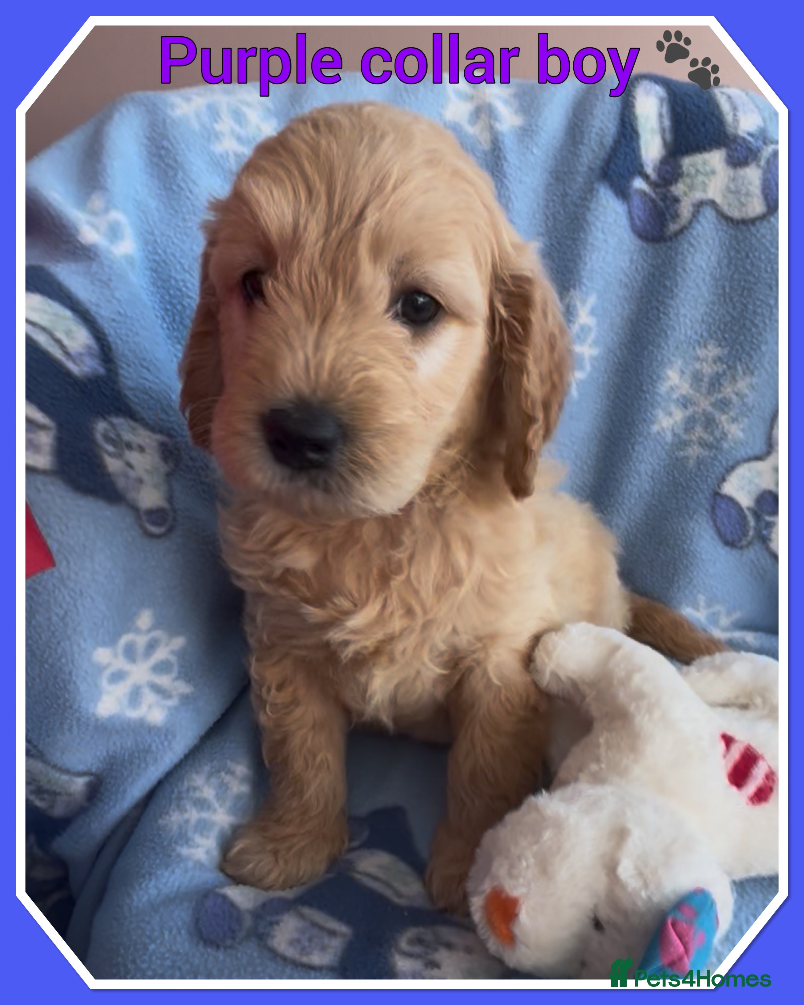 Mini Goldendoodle dogs 🐾STUNNING F1 MINIATURE GOLDEN DOODLES 🐾 - Advert 1
