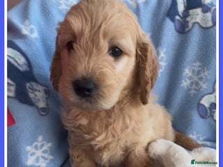 Mini Goldendoodle dogs 🐾STUNNING F1 MINIATURE GOLDEN DOODLES 🐾 - Advert 2