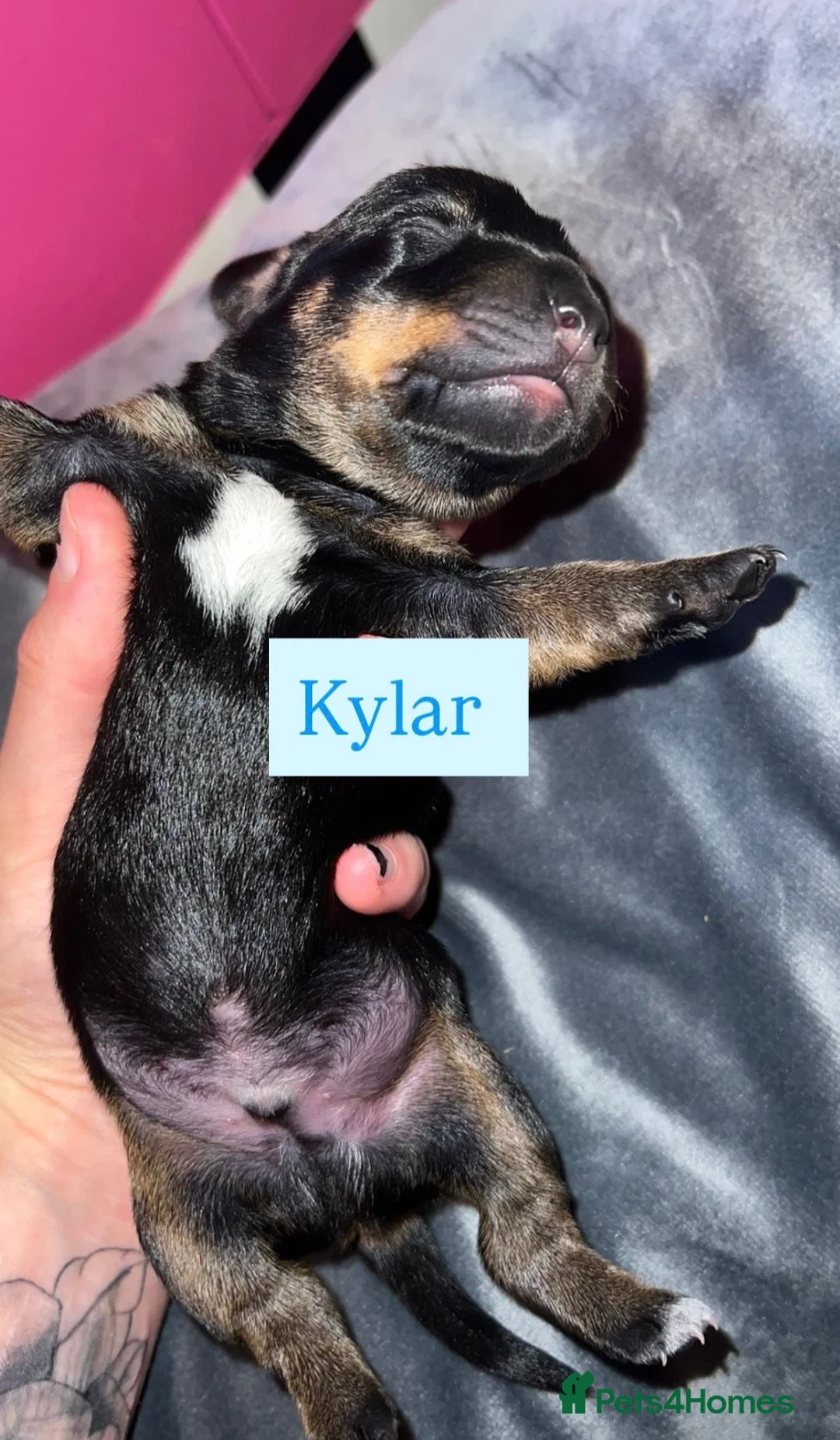 Dachshund dogs for sale: Dachshund Puppys - Advert 2