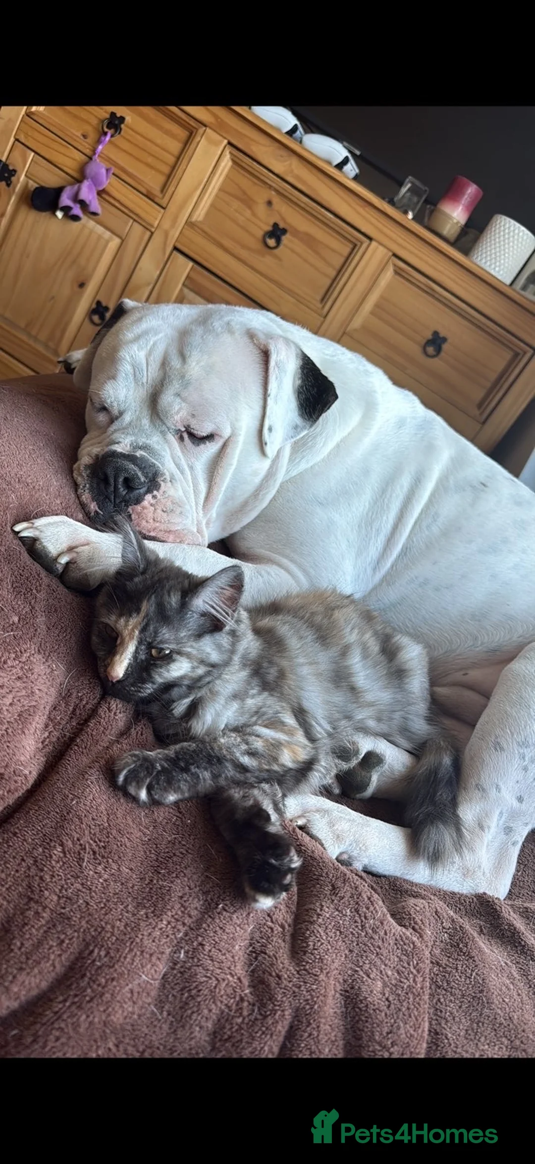 Maine Coon cats for sale: Misty Maine coon / tabby cat - Advert 3