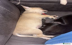 Chihuahua dogs for sale: Chihuahua for sale  - Image 4