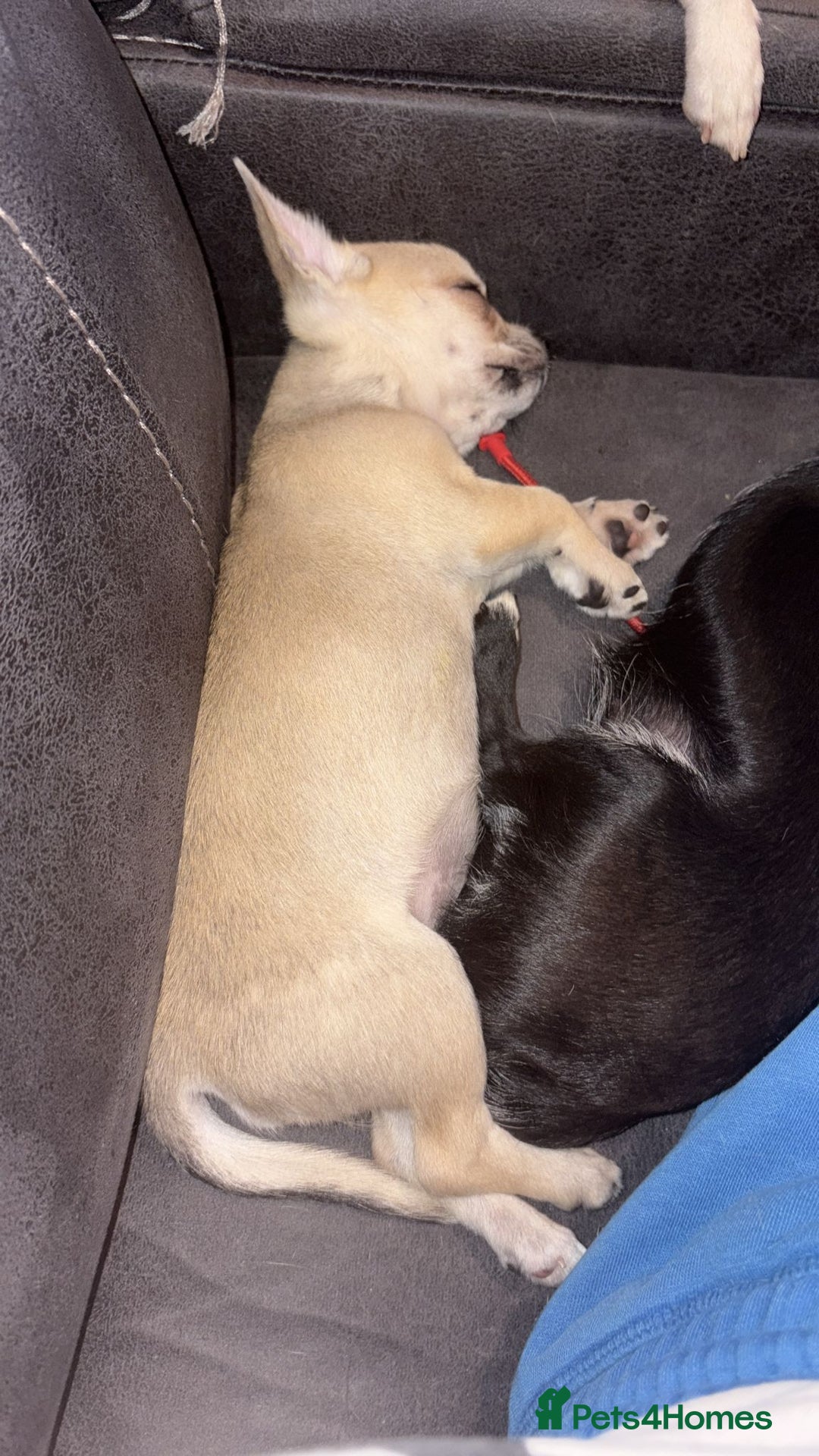 Chihuahua dogs for sale: Chihuahua for sale  - Image 4
