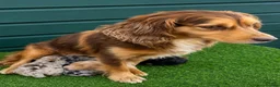 Cockapoo dogs for sale: Stunning Toy Cockapoo pups - Advert 2