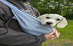 Beagle dogs for sale: Lenny the Lemon Beagle  - Image 17