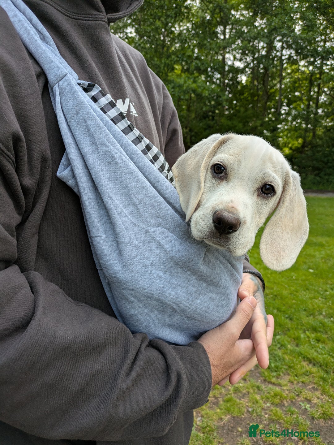 Beagle dogs for sale: Lenny the Lemon Beagle  - Image 17
