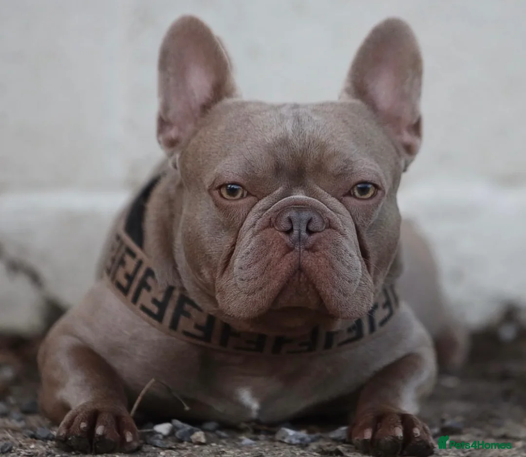 French Bulldog dogs for sale: Charming selection of French Bulldog Puppies - Image 20
