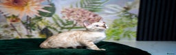 Bengal cats for sale: SNOW LYNX PURE BENGAL BOY-Frankie-Top Personality - Advert 20