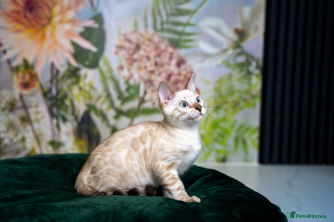 Bengal cats for sale: SNOW LYNX PURE BENGAL BOY-Frankie-Top Personality - Advert 20