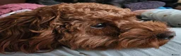 Cavapoo dogs for sale: Maysie  - Advert 7