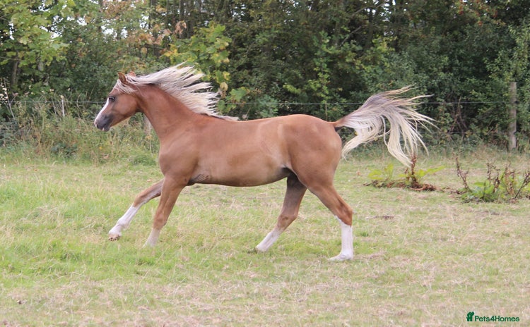 Welsh Section B horses - Advert 10