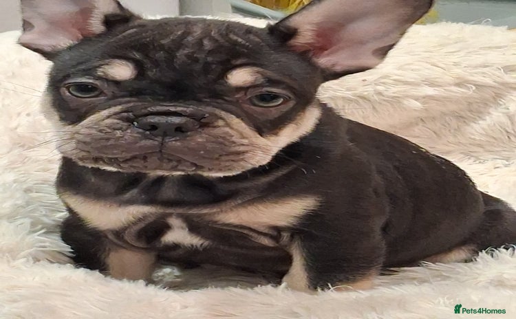 French Bulldog dogs - Advert 4