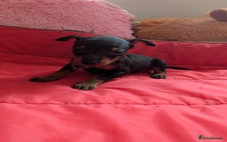 English Toy Terrier dogs for sale: Quality English toy terrier Male  puppy - Image 2