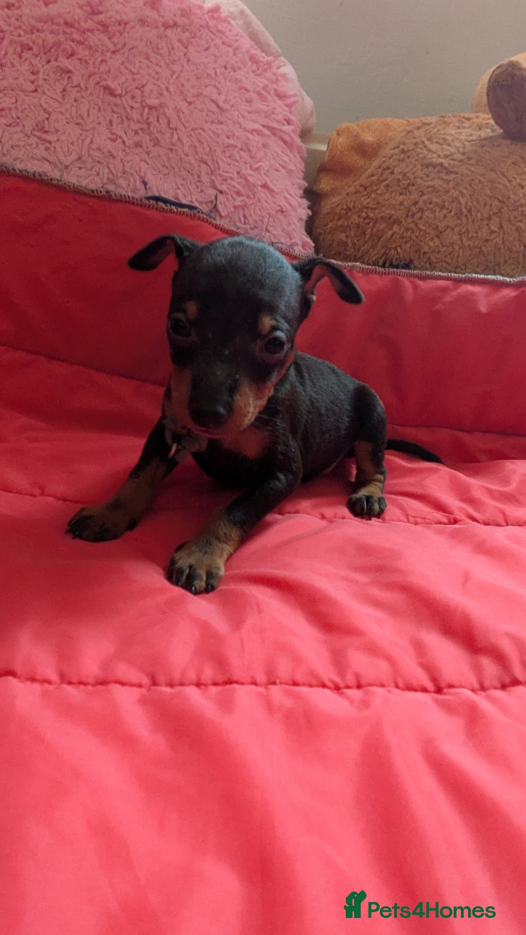 English Toy Terrier dogs for sale: Quality English toy terrier Male  puppy - Image 2