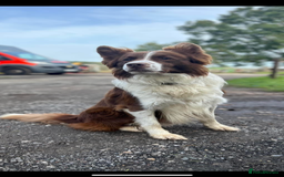 Border Collie dogs for sale: Last gorgeous boy available  - Image 12