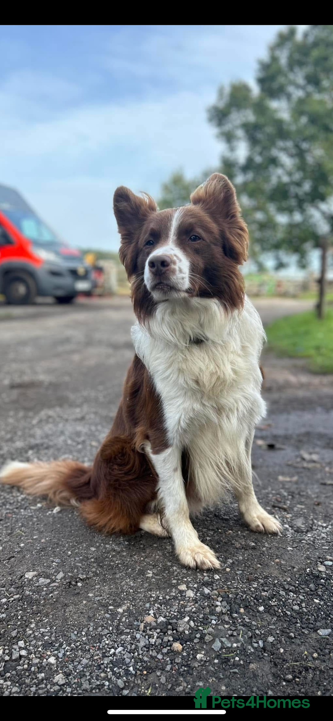 Border Collie dogs for sale: Last gorgeous boy available  - Image 12