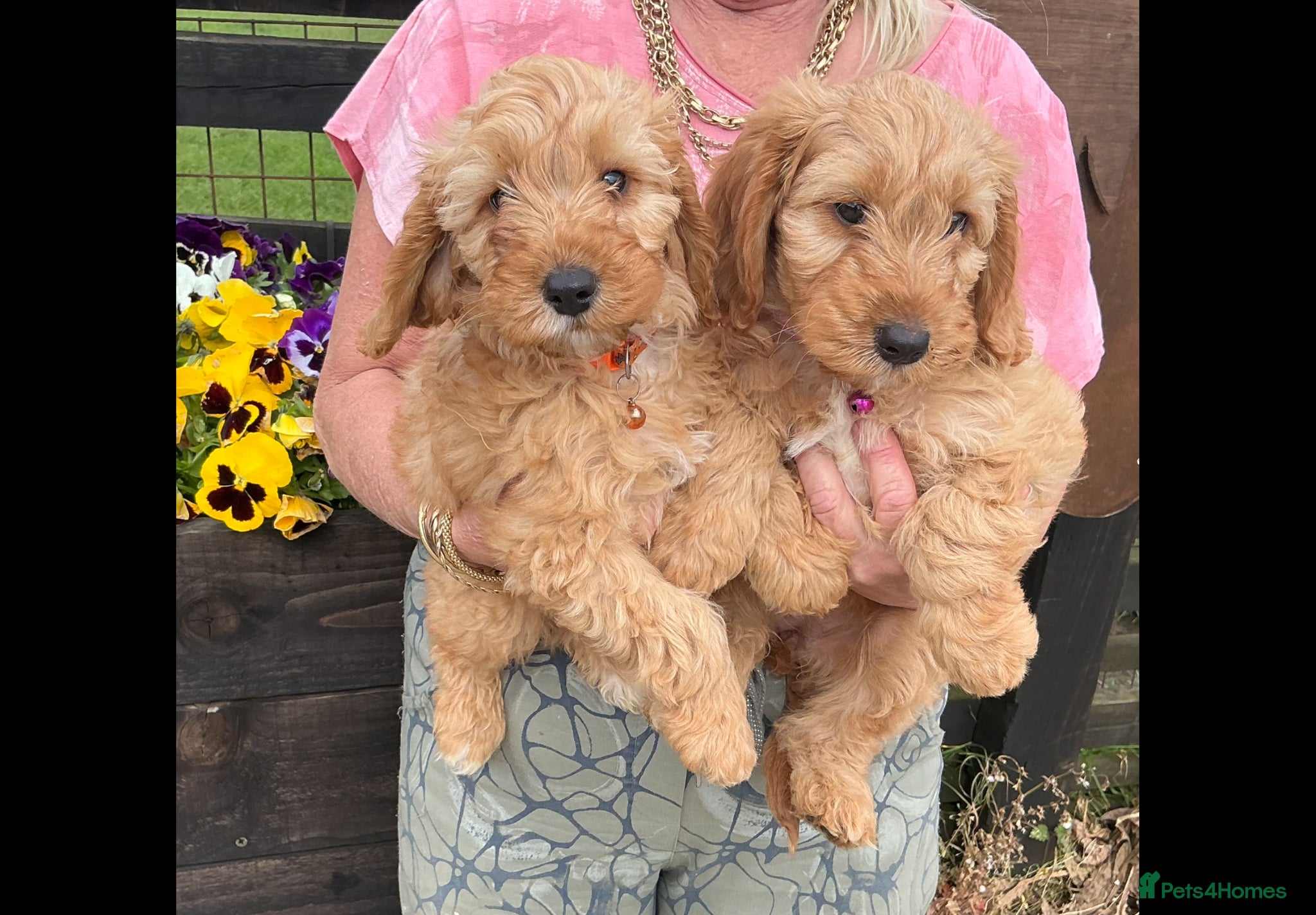Cockapoo dogs COCKERPOO PUPS FROM 5 STAR LICENSED HOME BREEDER - Advert 1