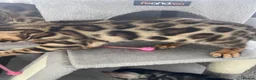 Bengal cats for sale: ‼️UPDATE ‼️Ready now TICA REGISTERED  - Advert 22