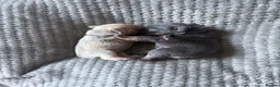 French Bulldog dogs for sale: Gorgeous French Bulldog puppy  - Advert 15