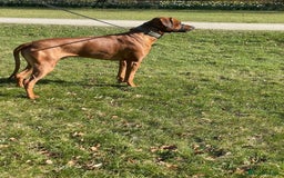 Rhodesian Ridgeback dogs for sale: Stunning Rhodesian RidgeBack Pups.. - Image 19