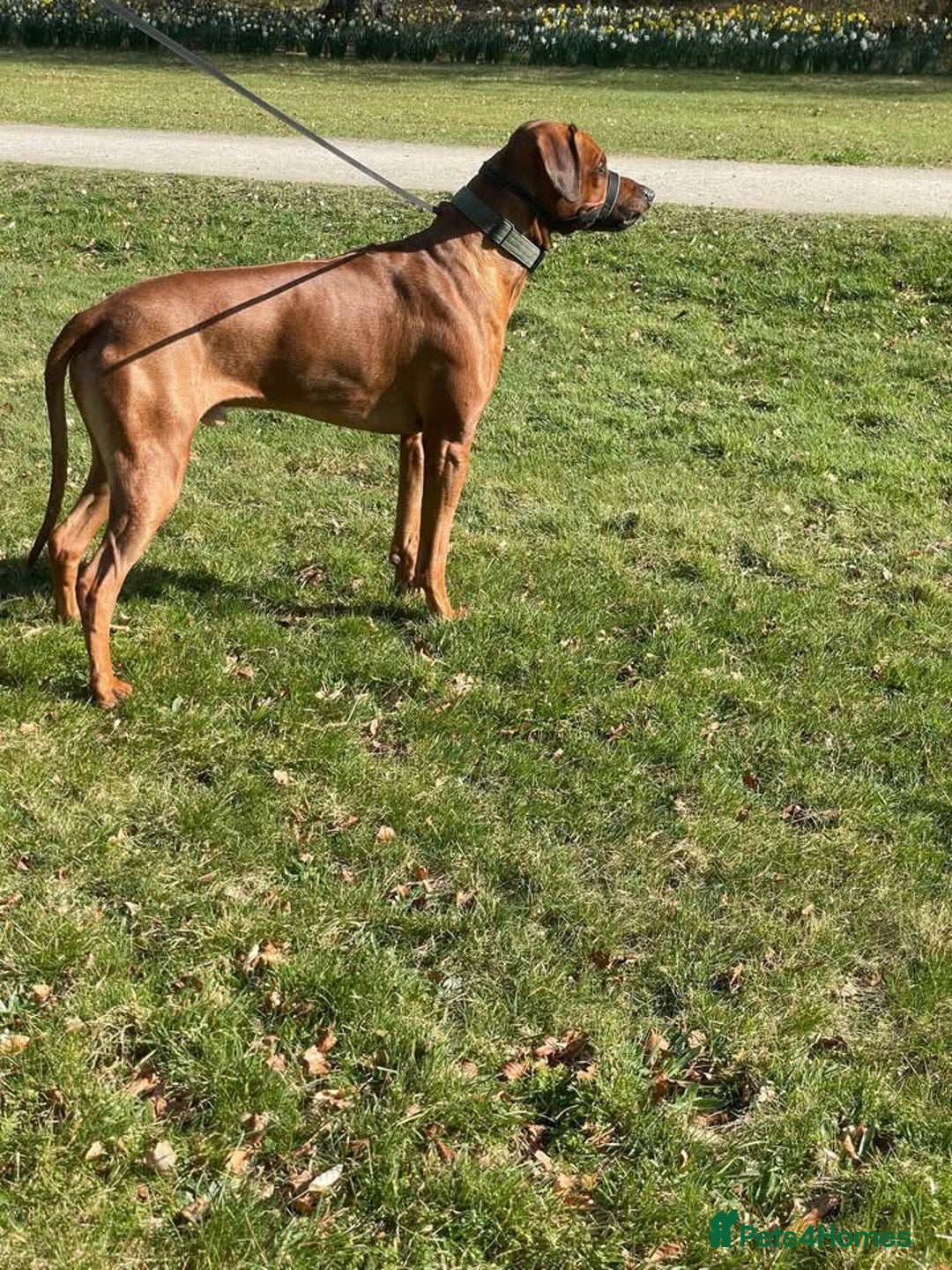 Rhodesian Ridgeback dogs for sale: Stunning Rhodesian RidgeBack Pups.. - Image 19