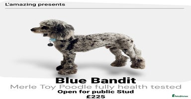 Toy Poodle dogs - Advert 15