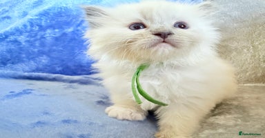 Ragdoll cats - Advert 15
