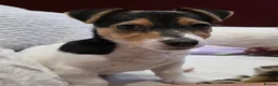 Jack Russell dogs for sale: Jack Russell female (millie) - Advert 5