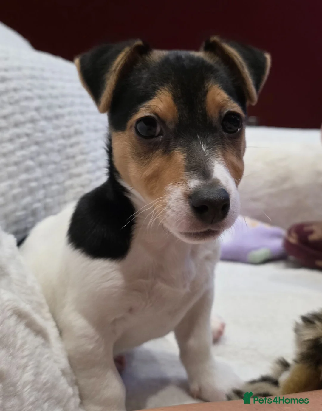 Jack Russell dogs for sale: Jack Russell female (millie) - Advert 5