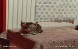 Maine Coon cats for sale: Ready Now Maine Coon kittens - Image 23