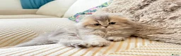 British Longhair cats for sale: Female  in London - Advert 11