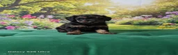 Toy Poodle dogs for sale: Ready to go Exceptional Toy poodles for sale - Advert 6