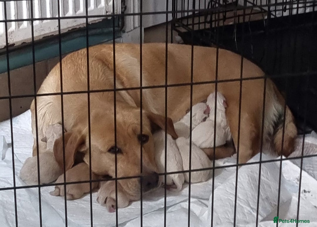 Labradoodle dogs for sale: Fox Red Labrador / Labradoodle X Puppies - Image 11