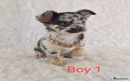 Chihuahua dogs for sale: Stunning Quality Chihuahua Puppies  - Image 16