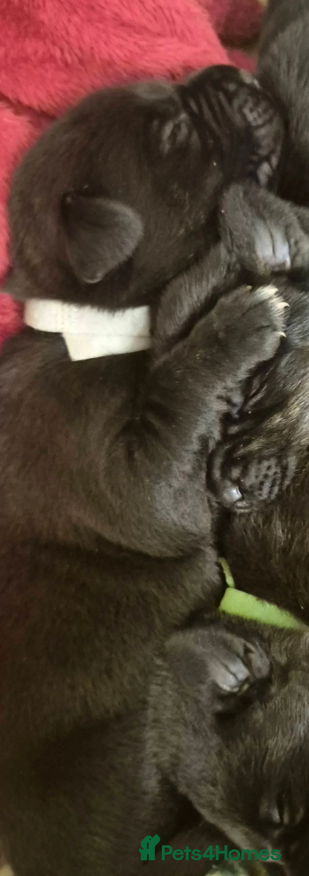 Borador dogs for sale: Lablador / border collie puppies - Advert 9