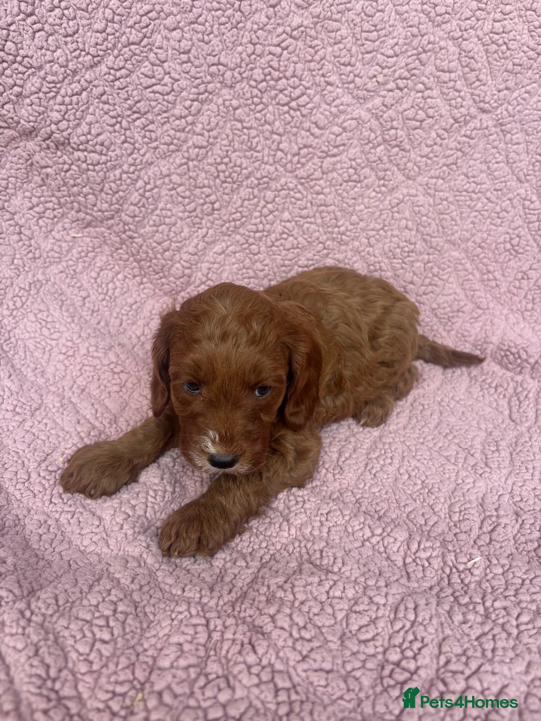 Cavapoo dogs for sale: Our delightful Cavapoo puppies  - Advert 11