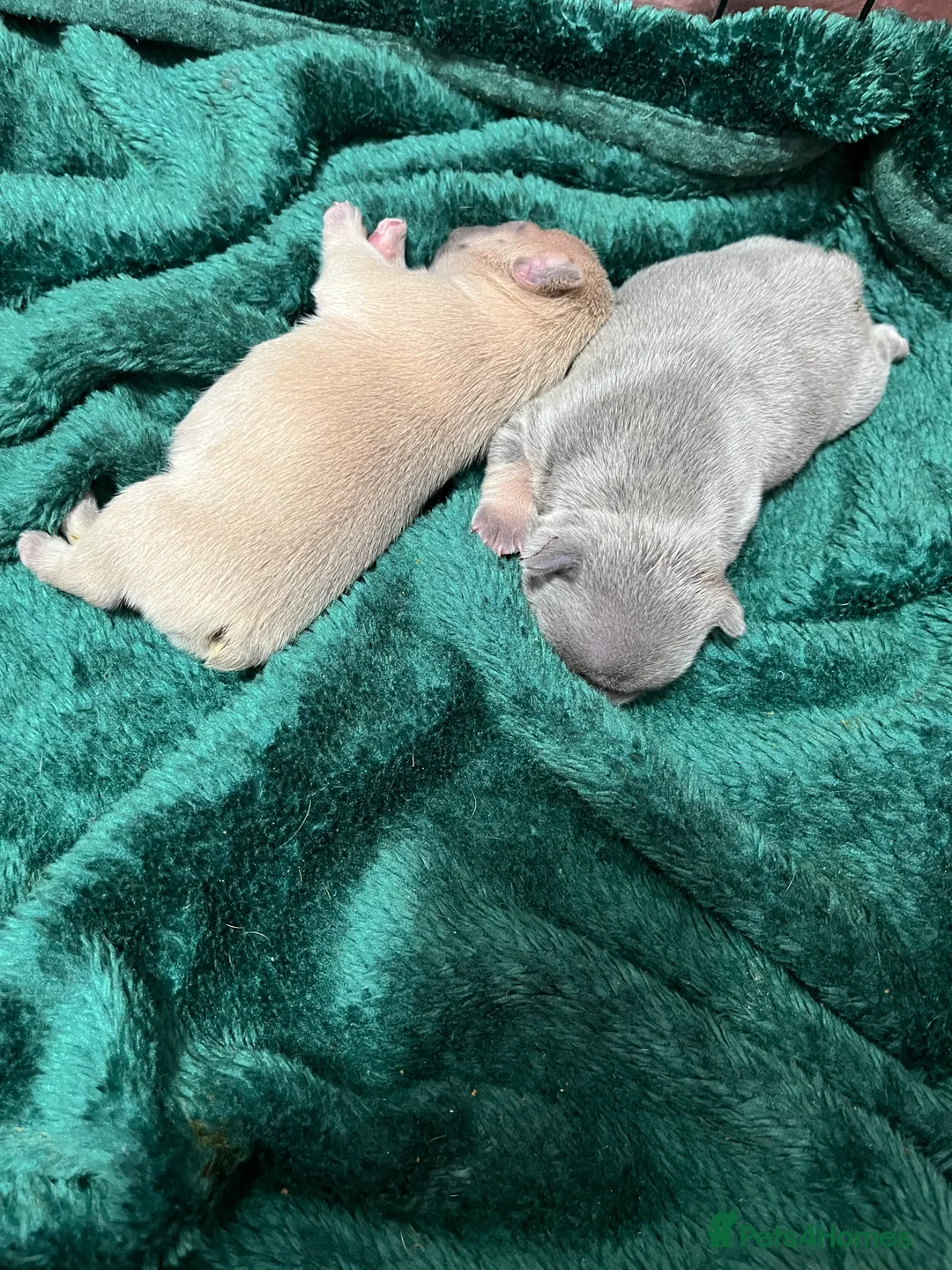 French Bulldog dogs for sale: Beautiful frenchie puppies - Advert 12