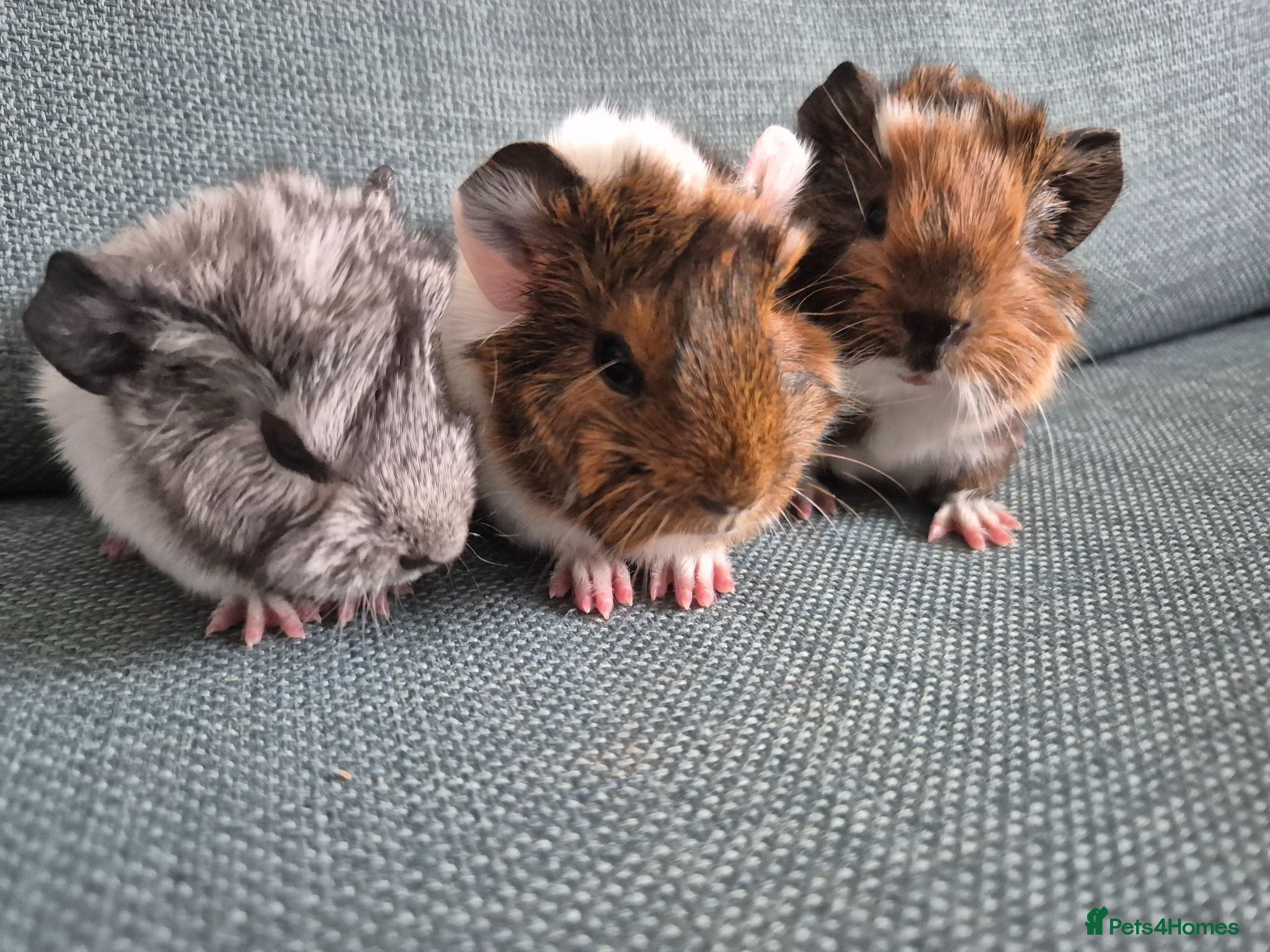 Guinea Pig rodents Baby guinea pigs - Advert 3