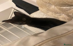 Mixed Breed cats for sale: 1 Kitty Left !  - Image 7