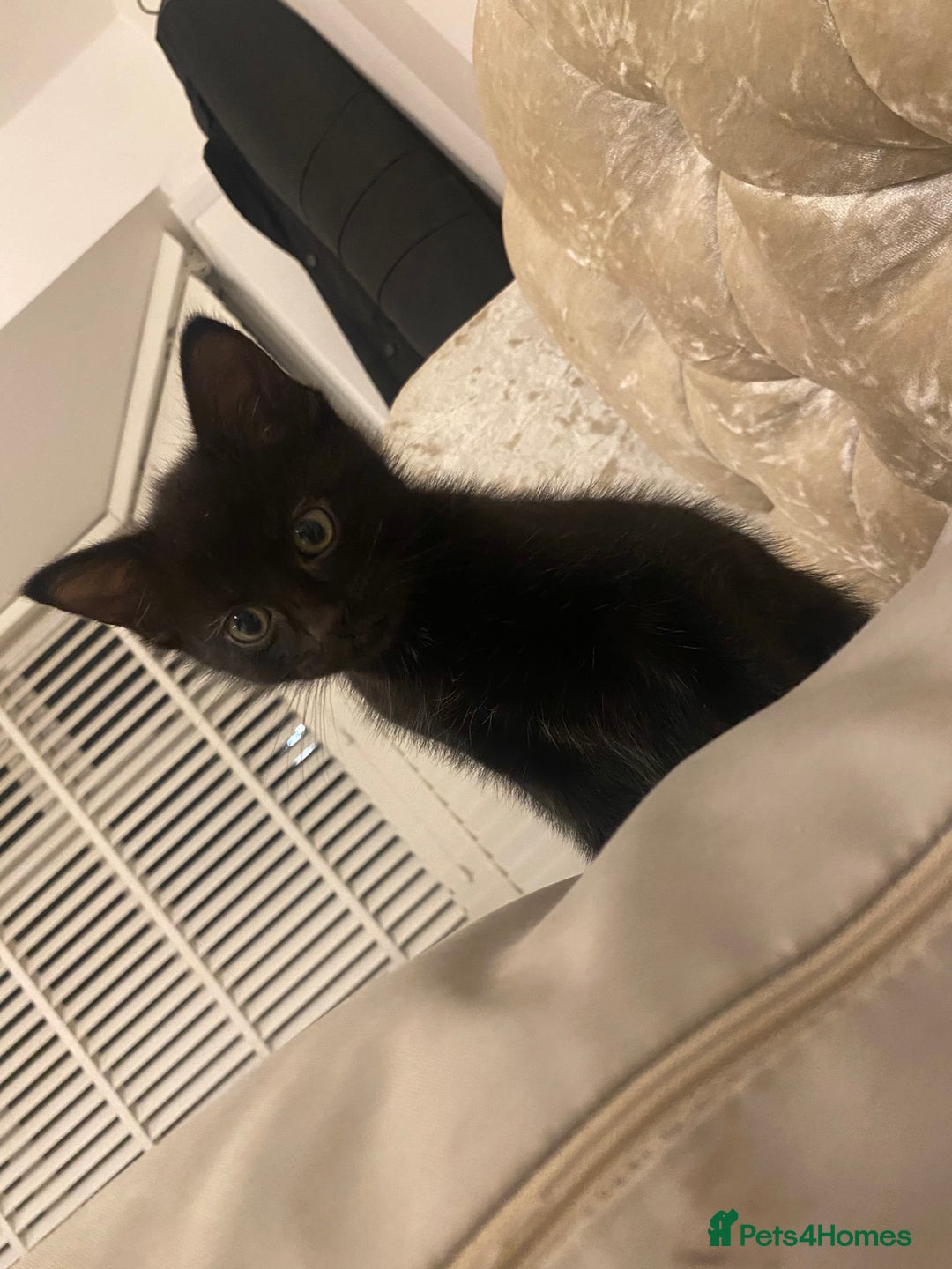Mixed Breed cats for sale: 1 Kitty Left !  - Image 7